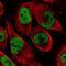 CAD protein antibody, PA5-66070, Invitrogen Antibodies, Immunofluorescence image 