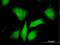 PKA regulatory subunit I beta antibody, H00005575-B01P, Novus Biologicals, Immunofluorescence image 