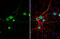 Glutamate Ionotropic Receptor NMDA Type Subunit 1 antibody, GTX133097, GeneTex, Immunofluorescence image 