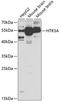 5-Hydroxytryptamine Receptor 3A antibody, 19-776, ProSci, Western Blot image 