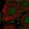Pleckstrin Homology Domain Containing A7 antibody, HPA066103, Atlas Antibodies, Immunocytochemistry image 