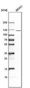 ADAMTS-like protein 4 antibody, NBP1-84185, Novus Biologicals, Western Blot image 