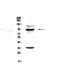 Bromodomain Containing 7 antibody, A01289-1, Boster Biological Technology, Western Blot image 