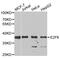 E2F Transcription Factor 6 antibody, A05062, Boster Biological Technology, Western Blot image 