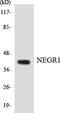 Neuronal Growth Regulator 1 antibody, LS-C200264, Lifespan Biosciences, Western Blot image 