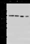 PBX Homeobox 1 antibody, 105341-T32, Sino Biological, Western Blot image 
