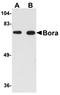 BORA Aurora Kinase A Activator antibody, orb75172, Biorbyt, Western Blot image 