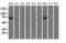 Peroxisomal targeting signal 1 receptor antibody, GTX83908, GeneTex, Western Blot image 