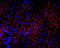 Cadherin pan antibody, 71-7100, Invitrogen Antibodies, Immunofluorescence image 
