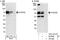 Coiled-Coil Domain Containing 82 antibody, NBP1-28743, Novus Biologicals, Immunoprecipitation image 