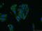 Ubiquilin 3 antibody, 23372-1-AP, Proteintech Group, Immunofluorescence image 
