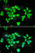 Peptidyl-TRNA Hydrolase 2 antibody, A6466, ABclonal Technology, Immunofluorescence image 