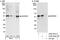 CDC42 Effector Protein 1 antibody, A302-382A, Bethyl Labs, Immunoprecipitation image 