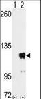 Pumilio homolog 2 antibody, LS-B9123, Lifespan Biosciences, Western Blot image 