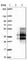 CD99 Molecule Like 2 antibody, HPA038783, Atlas Antibodies, Western Blot image 