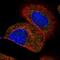 HSD17B4 antibody, NBP1-85296, Novus Biologicals, Immunofluorescence image 