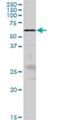 Zinc Finger CCCH-Type, RNA Binding Motif And Serine/Arginine Rich 2 antibody, H00008233-B01P, Novus Biologicals, Western Blot image 