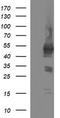 Tubulin Beta 1 Class VI antibody, TA506620, Origene, Western Blot image 