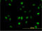 Mediator of RNA polymerase II transcription subunit 21 antibody, LS-C133587, Lifespan Biosciences, Immunofluorescence image 