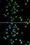 Jun Proto-Oncogene, AP-1 Transcription Factor Subunit antibody, orb129562, Biorbyt, Immunocytochemistry image 