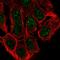 Epithelial splicing regulatory protein 1 antibody, HPA067104, Atlas Antibodies, Immunofluorescence image 