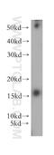 Mitochondrial Ribosomal Protein S12 antibody, 15225-1-AP, Proteintech Group, Western Blot image 