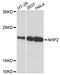 H/ACA ribonucleoprotein complex subunit 2 antibody, A05665, Boster Biological Technology, Western Blot image 