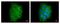 Caveolin-2 antibody, NBP1-31116, Novus Biologicals, Immunofluorescence image 