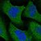 Nuclear Receptor Binding Protein 2 antibody, HPA029051, Atlas Antibodies, Immunocytochemistry image 