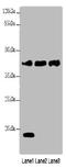 Steap antibody, A54181-100, Epigentek, Western Blot image 