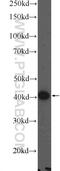 MARVEL Domain Containing 3 antibody, 25667-1-AP, Proteintech Group, Western Blot image 