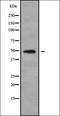 Synaptotagmin-4 antibody, orb338750, Biorbyt, Western Blot image 