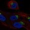 Leucine Rich Repeat Containing 43 antibody, NBP2-55428, Novus Biologicals, Immunocytochemistry image 