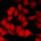 SBDS Ribosome Maturation Factor antibody, orb412393, Biorbyt, Immunofluorescence image 