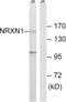 Neurexin-1 antibody, LS-C199342, Lifespan Biosciences, Western Blot image 