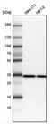 Rea antibody, NBP2-13754, Novus Biologicals, Western Blot image 