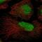 ATR-interacting protein antibody, NBP2-55702, Novus Biologicals, Immunofluorescence image 