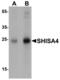 Shisa Family Member 4 antibody, LS-C201064, Lifespan Biosciences, Western Blot image 