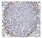 HVCN1 antibody, AP55392SU-N, Origene, Immunohistochemistry paraffin image 