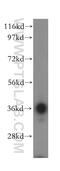 CD300 Molecule Like Family Member G antibody, 15426-1-AP, Proteintech Group, Western Blot image 
