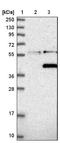 Protein phosphatase 1L antibody, NBP1-87247, Novus Biologicals, Western Blot image 