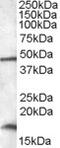 Putative RNA-binding protein 3 antibody, MBS421782, MyBioSource, Western Blot image 