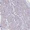 Protein naked cuticle homolog 1 antibody, HPA049413, Atlas Antibodies, Immunohistochemistry frozen image 