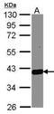 DD3 antibody, GTX104627, GeneTex, Western Blot image 