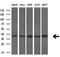 Serine Racemase antibody, GTX83568, GeneTex, Western Blot image 