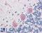 Malectin antibody, LS-A9847, Lifespan Biosciences, Immunohistochemistry paraffin image 