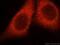 Calcium Binding Protein 39 Like antibody, 16137-1-AP, Proteintech Group, Immunofluorescence image 