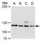 O-Linked N-Acetylglucosamine (GlcNAc) Transferase antibody, PA5-22071, Invitrogen Antibodies, Western Blot image 