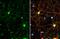 SYN2 antibody, GTX635894, GeneTex, Immunofluorescence image 