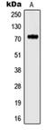 Potassium Voltage-Gated Channel Subfamily C Member 4 antibody, orb214153, Biorbyt, Western Blot image 